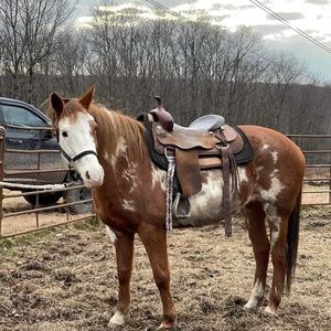 ISO western saddle pads and tack for my new paint horse